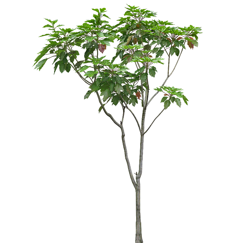 树参属植物png素材