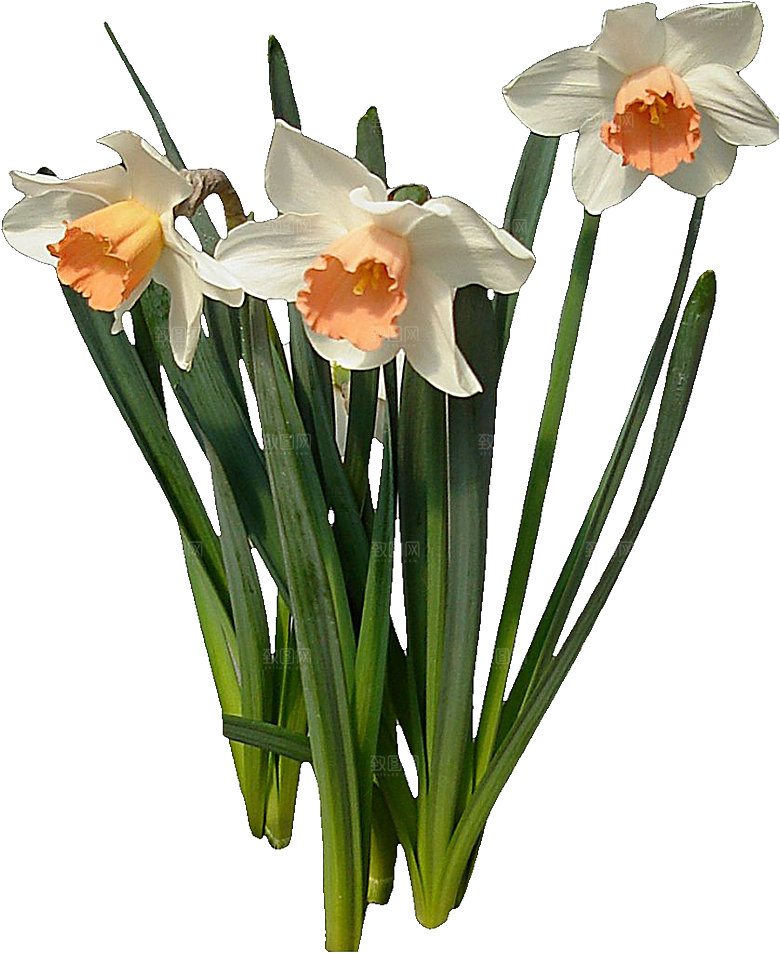 黄色水仙花png素材