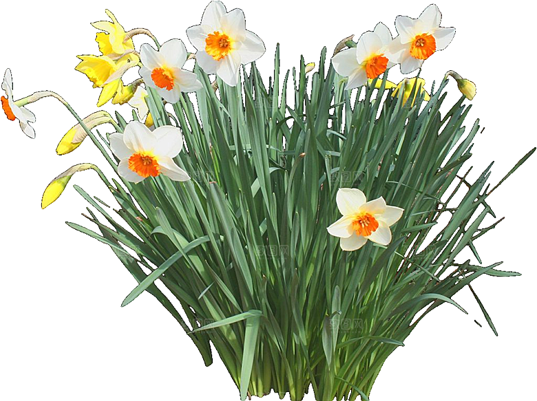 黄色水仙花png素材