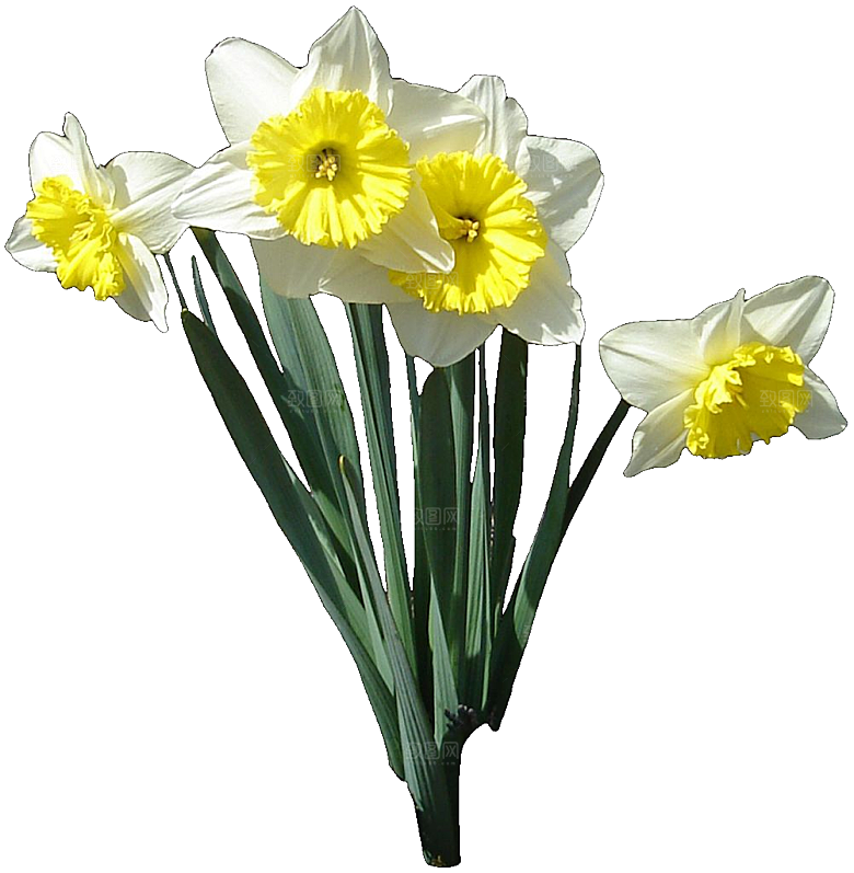 黄色水仙花png素材