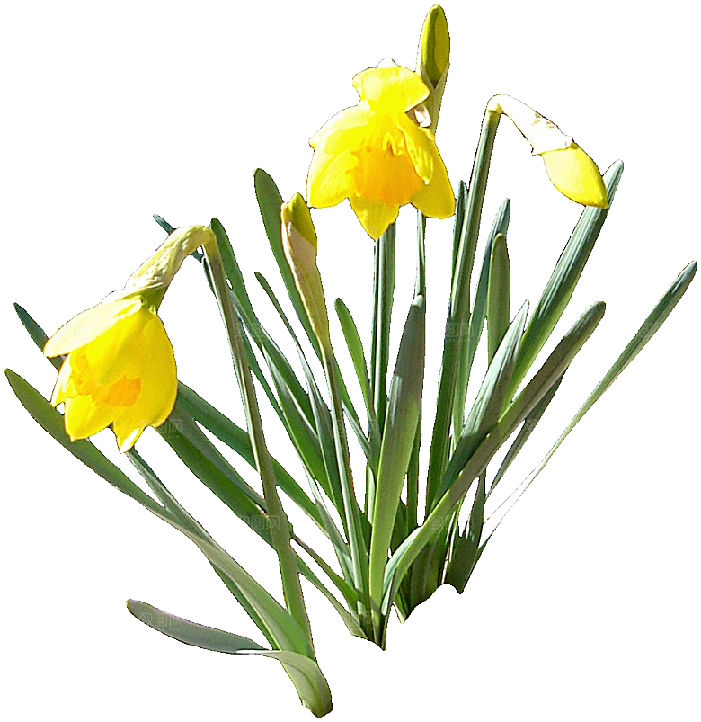 黄色水仙花png素材