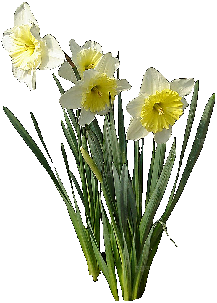 黄色水仙花png素材