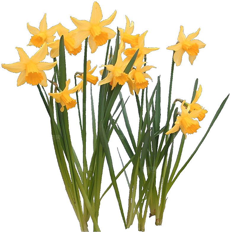 黄色水仙花png素材