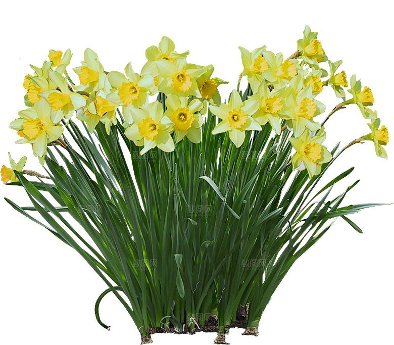 黄色水仙花png素材