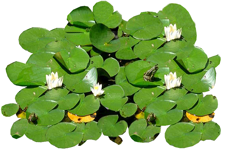 睡莲鲜花植物png素材