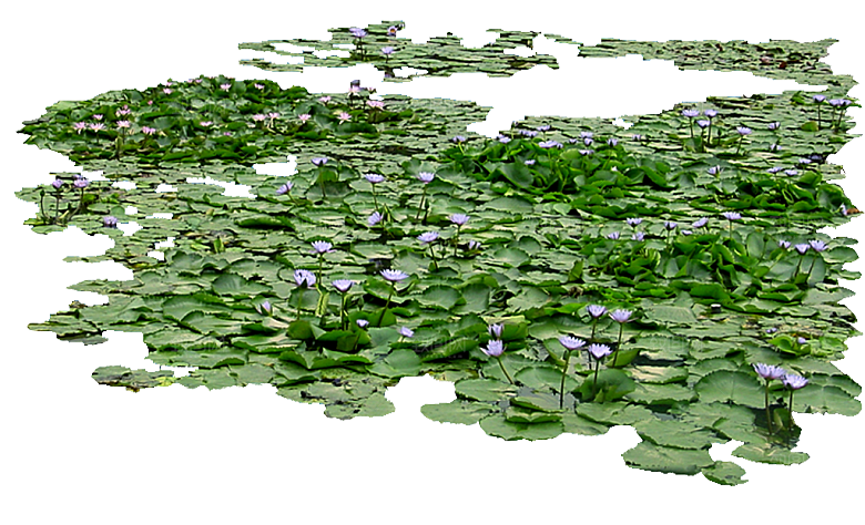 睡莲鲜花植物png素材