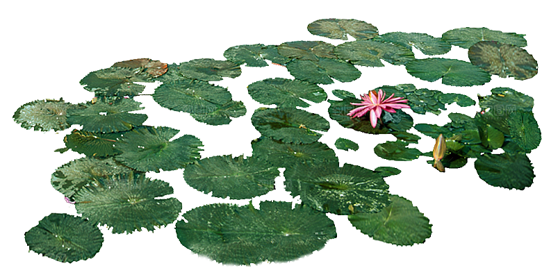 睡莲鲜花植物png素材