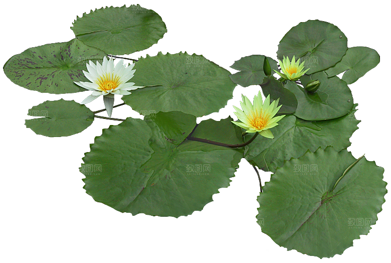 睡莲鲜花植物png素材