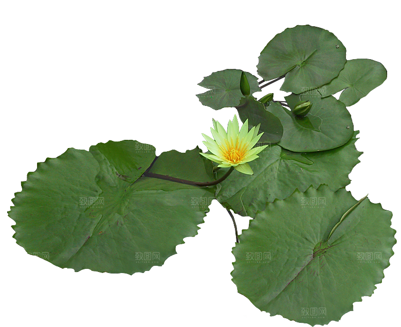 睡莲鲜花植物png素材