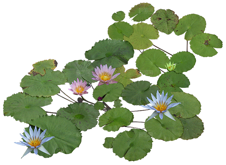 睡莲鲜花植物png素材