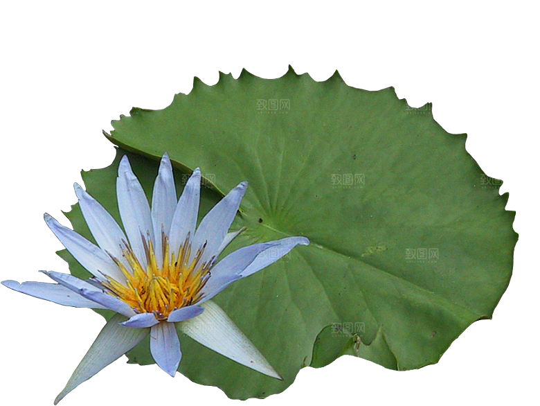 睡莲鲜花植物png素材
