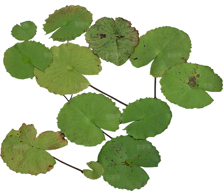 睡莲鲜花植物png素材