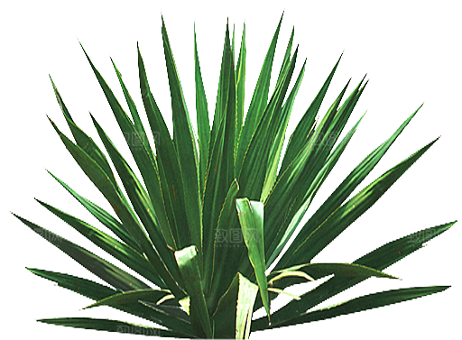 丝兰植物png素材