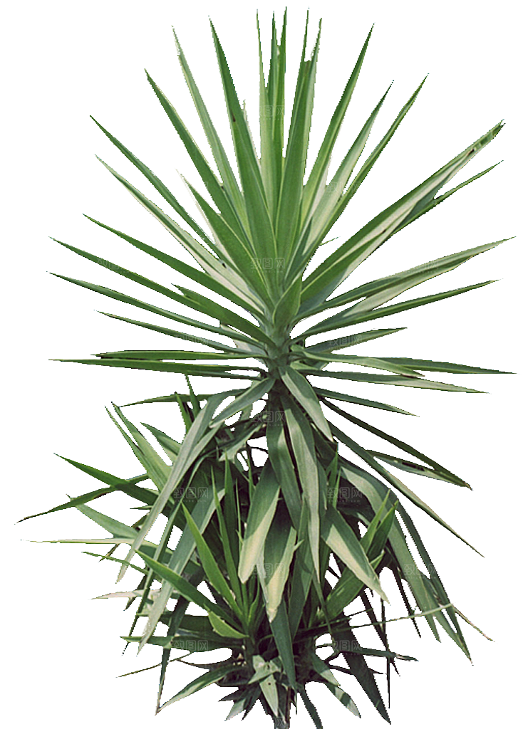丝兰植物png素材