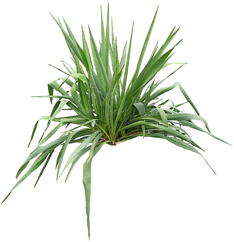 丝兰植物png素材