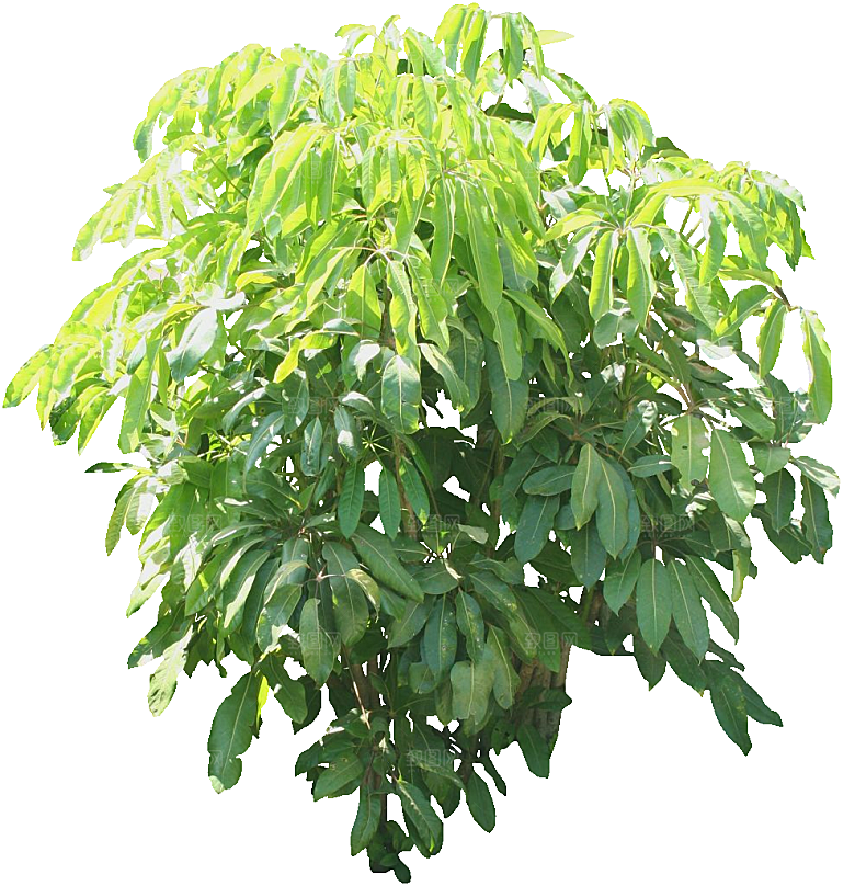 大叶鹅掌柴png素材