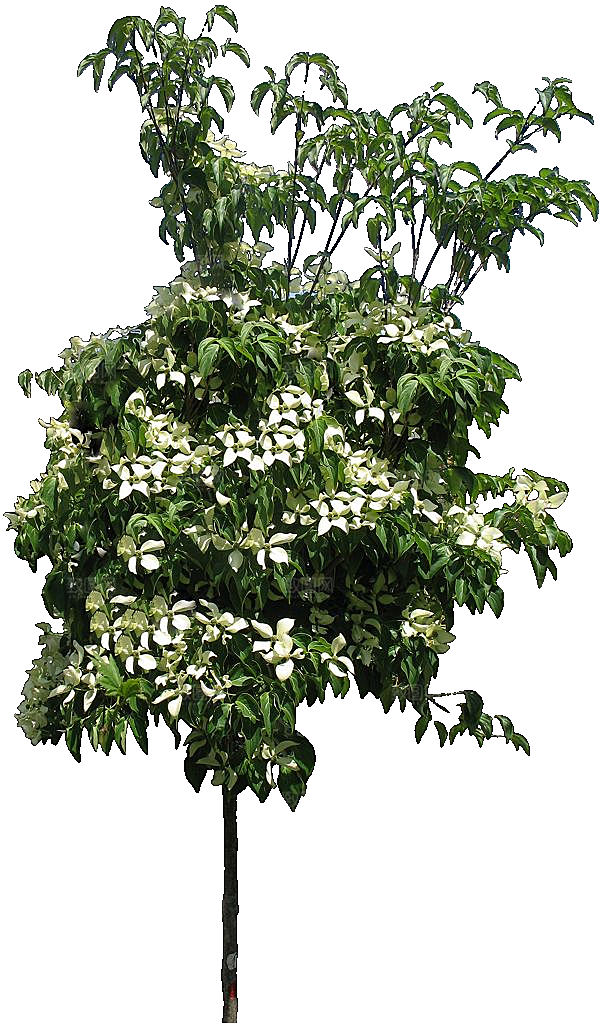 四照花植物png素材