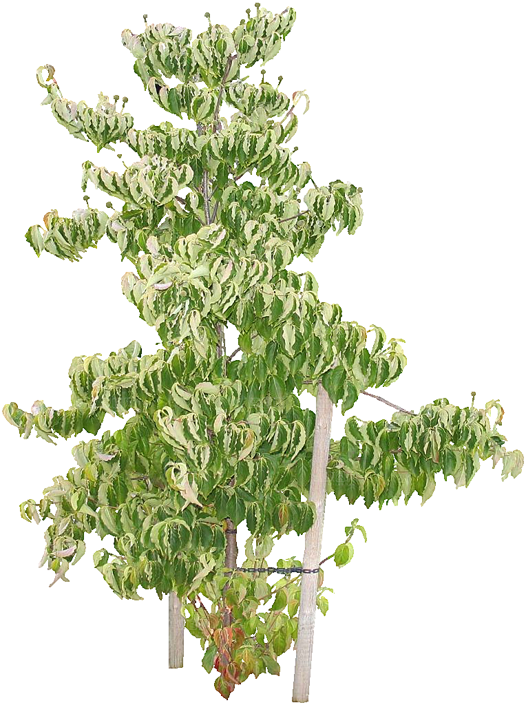四照花植物png素材
