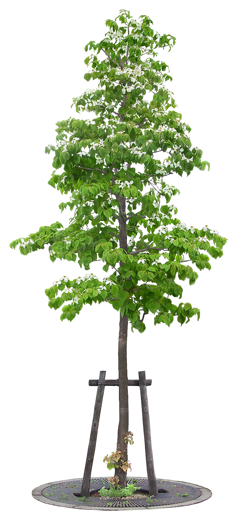四照花植物png素材