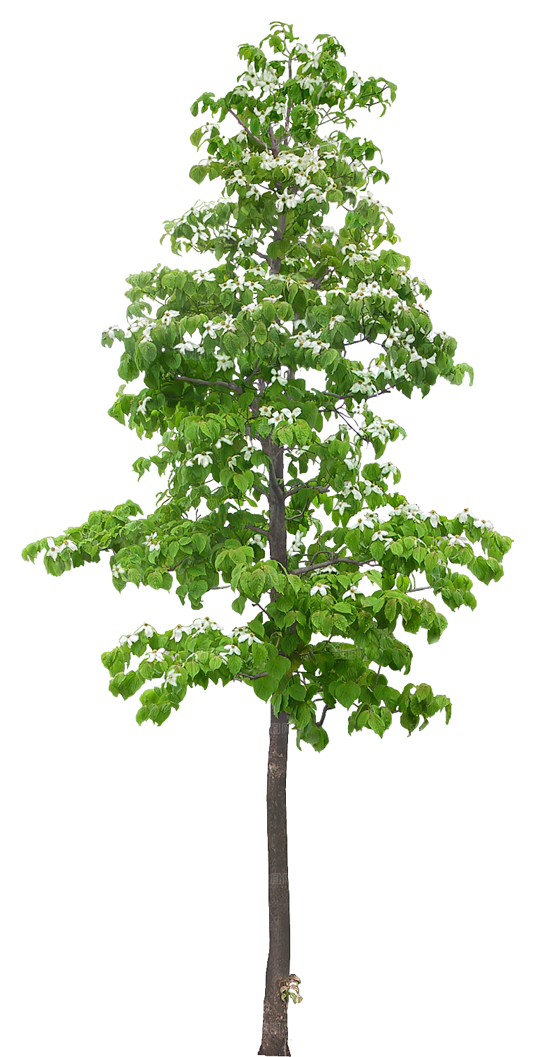 四照花植物png素材