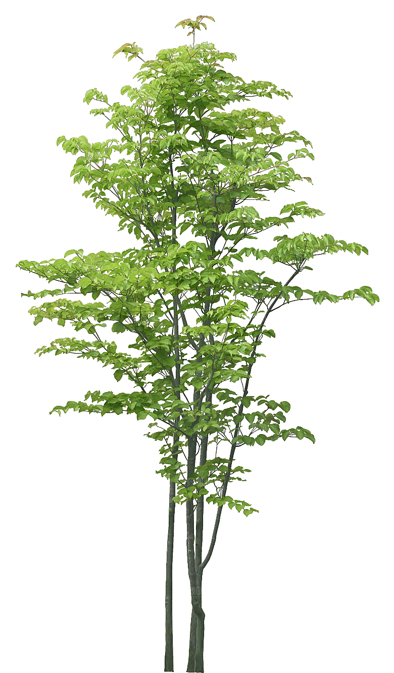 四照花植物png素材