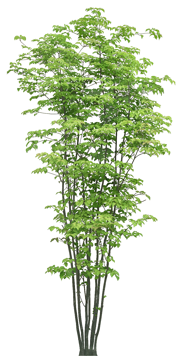 四照花植物png素材