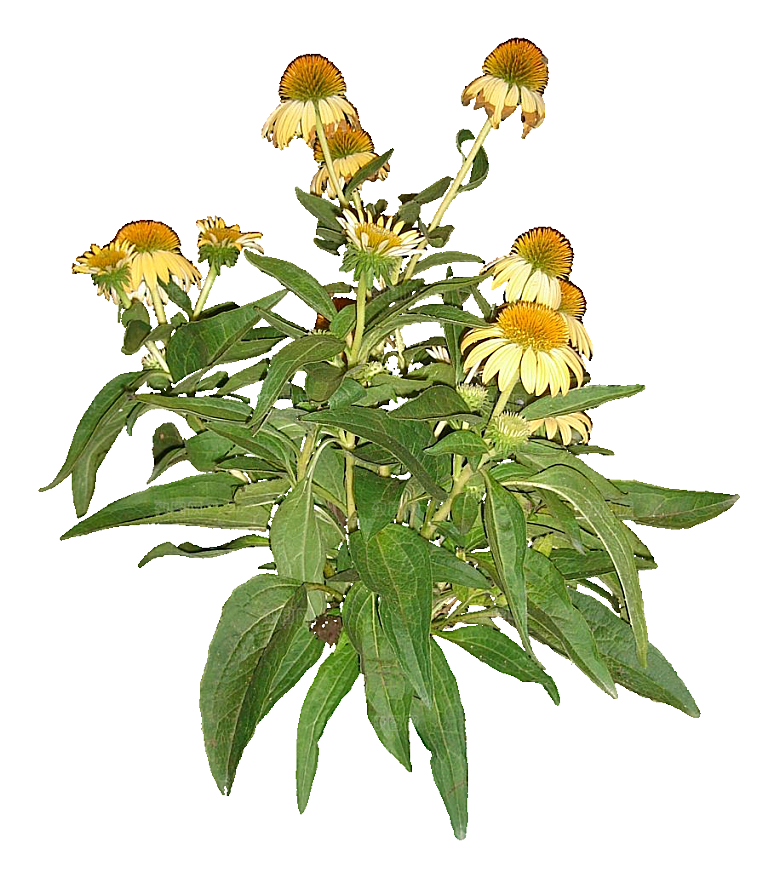 红色松果菊鲜花素材