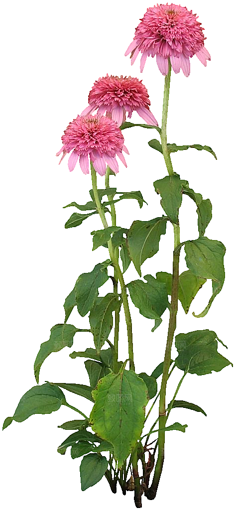 红色松果菊鲜花素材