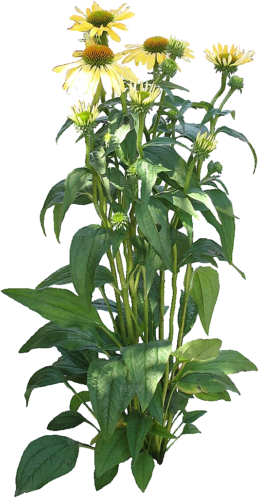 红色松果菊鲜花素材
