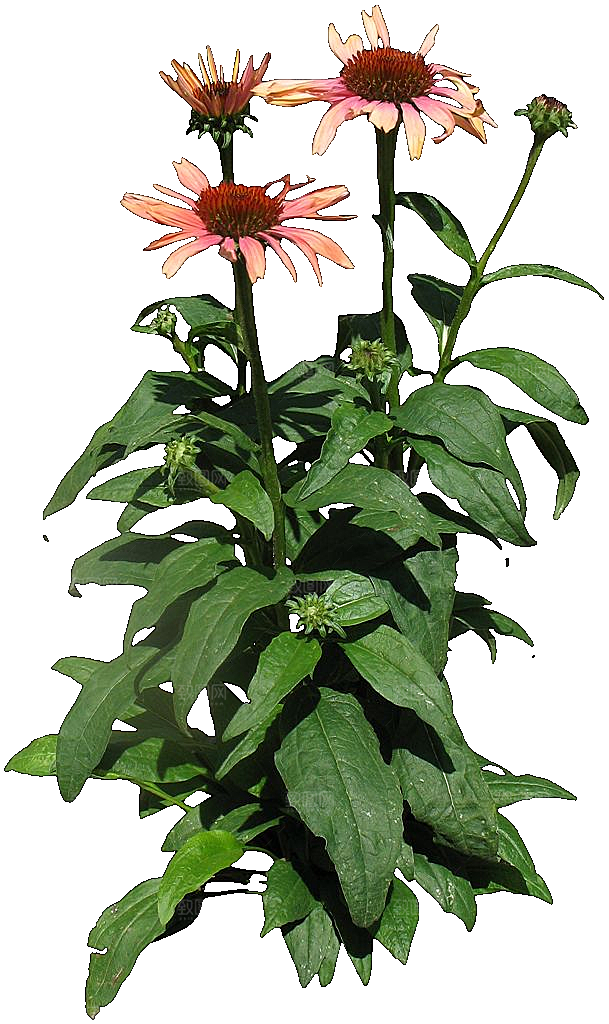 红色松果菊鲜花素材