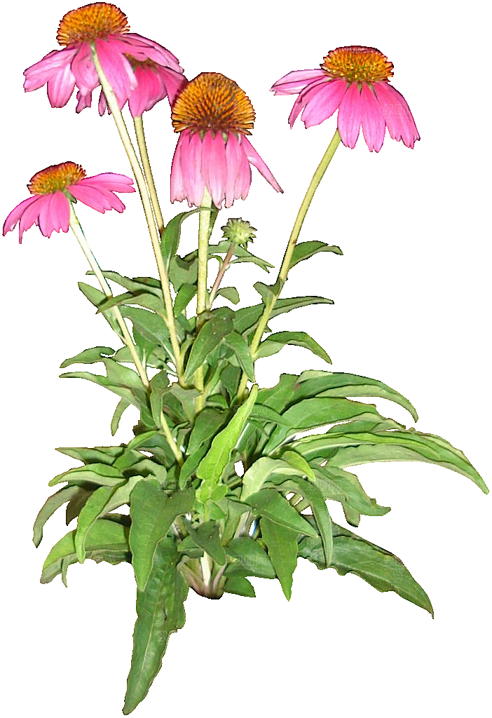红色松果菊鲜花素材