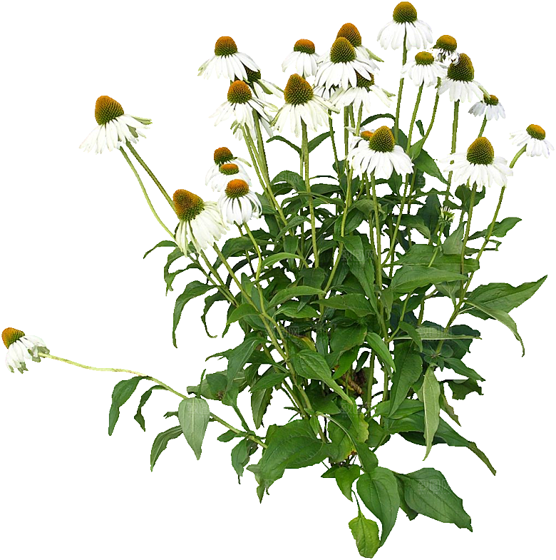 红色松果菊鲜花素材
