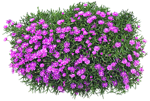紫色松叶菊png素材