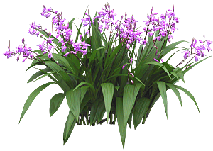 紫色薮兰png素材