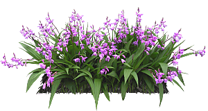 紫色薮兰png素材