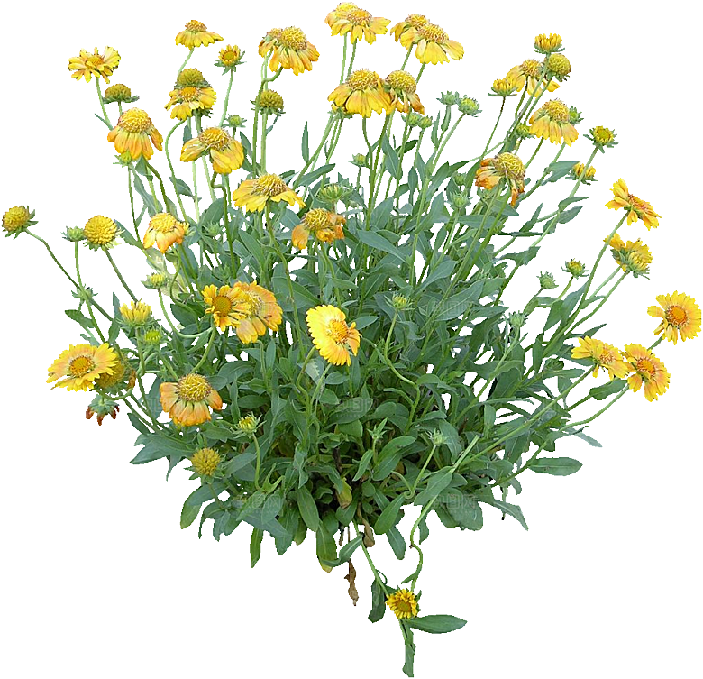 橙色宿根天人菊png素材