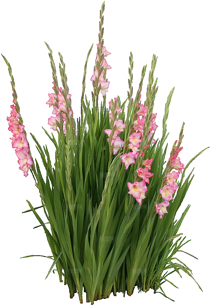 红色唐菖蒲黄色鲜花