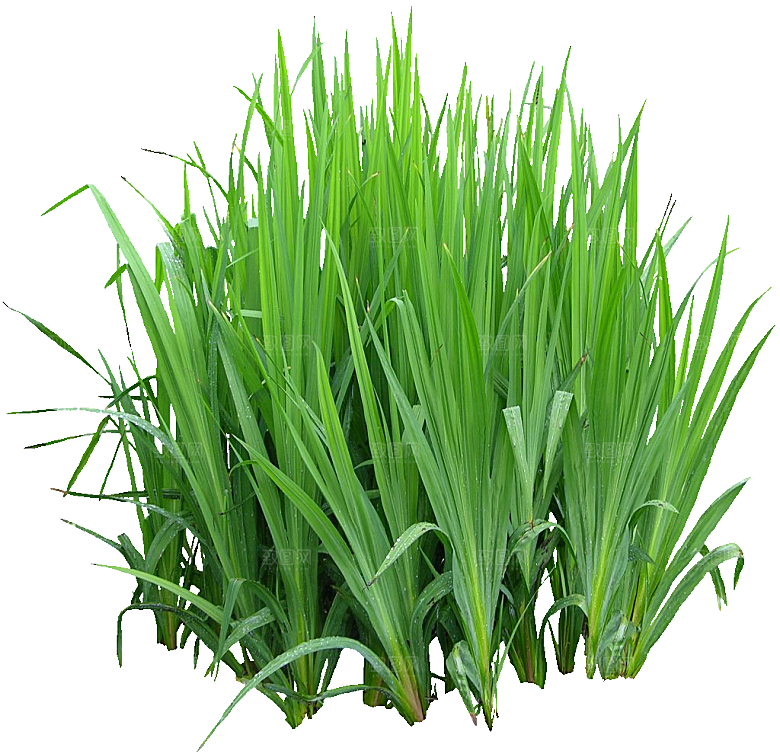 红色唐菖蒲黄色鲜花