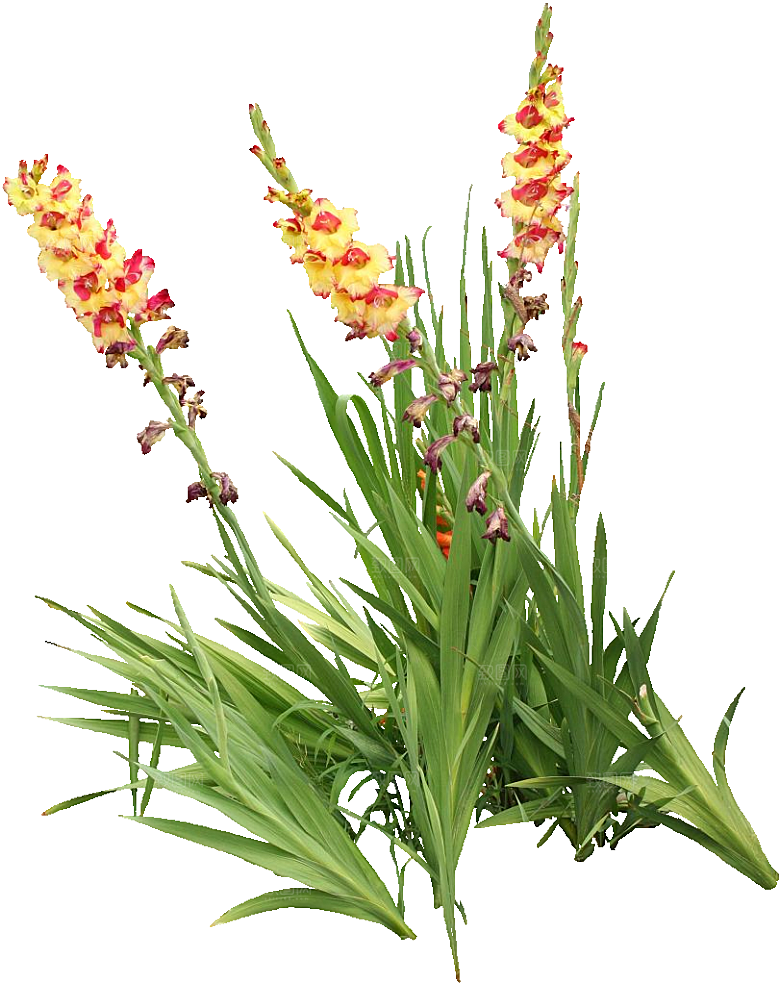 红色唐菖蒲黄色鲜花