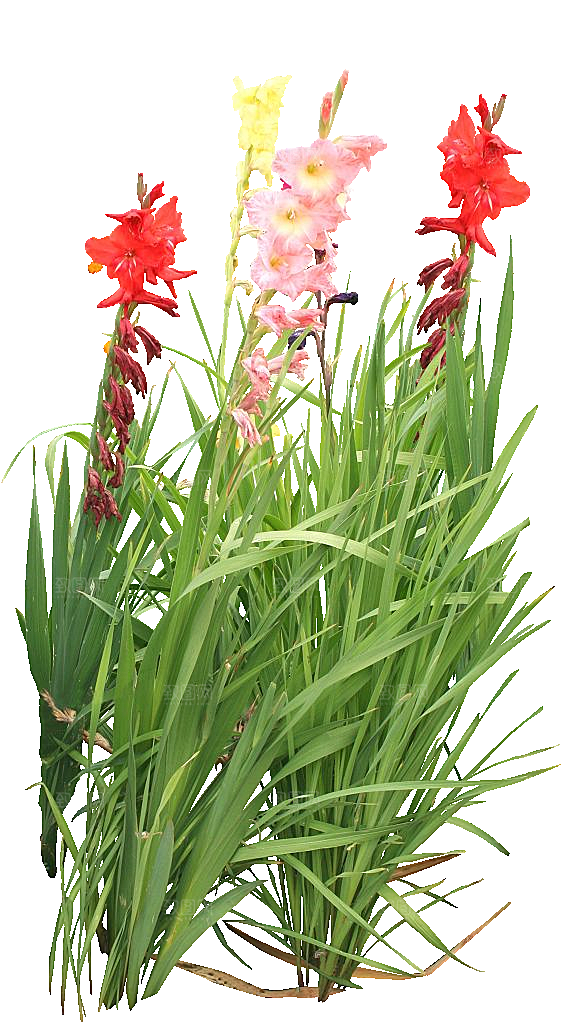 红色唐菖蒲黄色鲜花