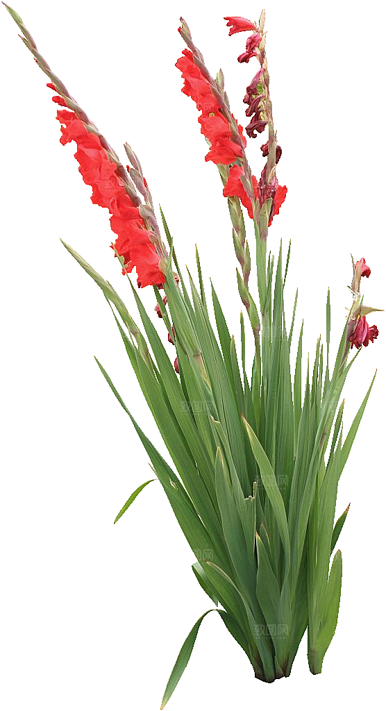 红色唐菖蒲黄色鲜花