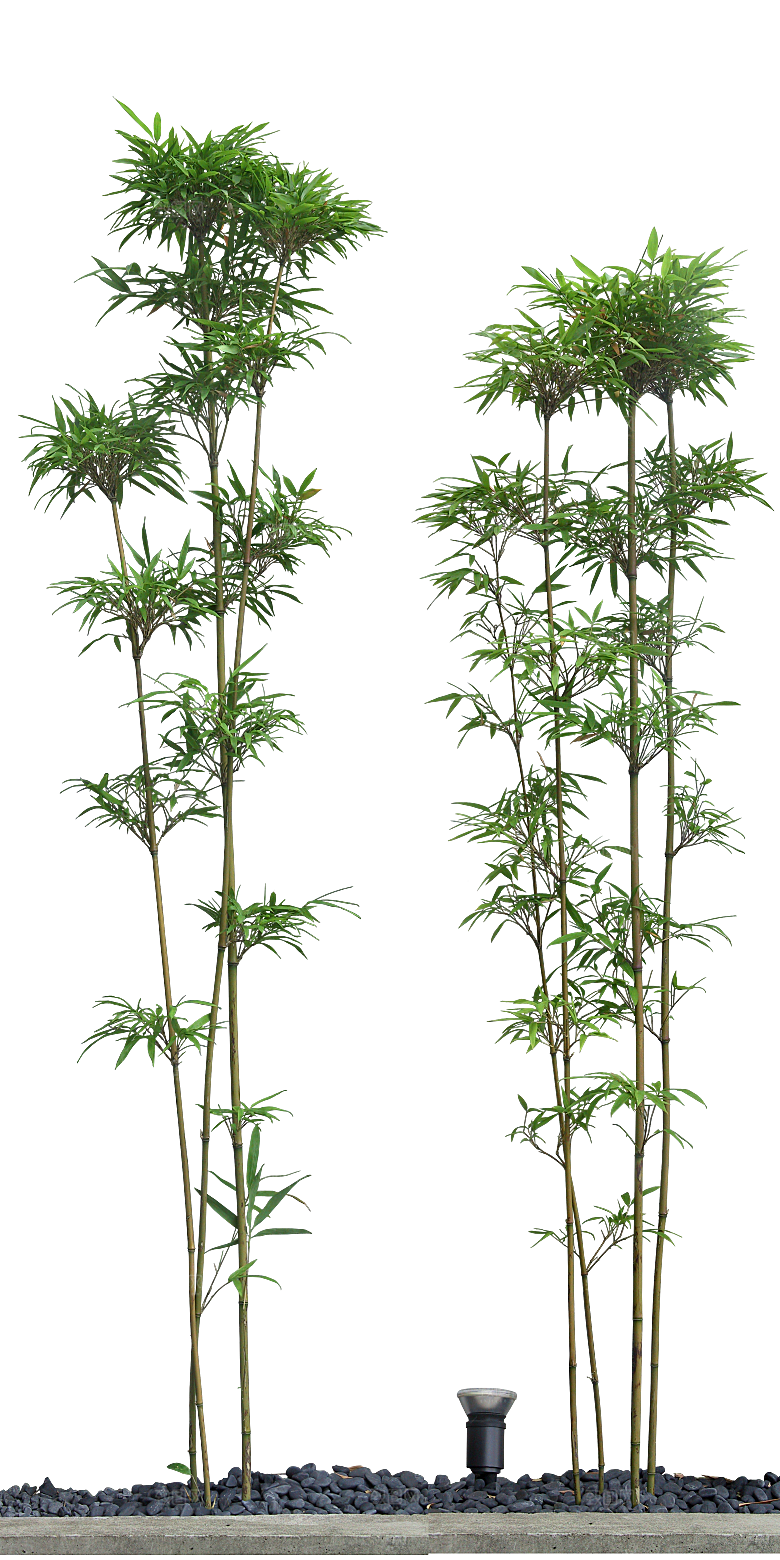 唐竹植物png素材