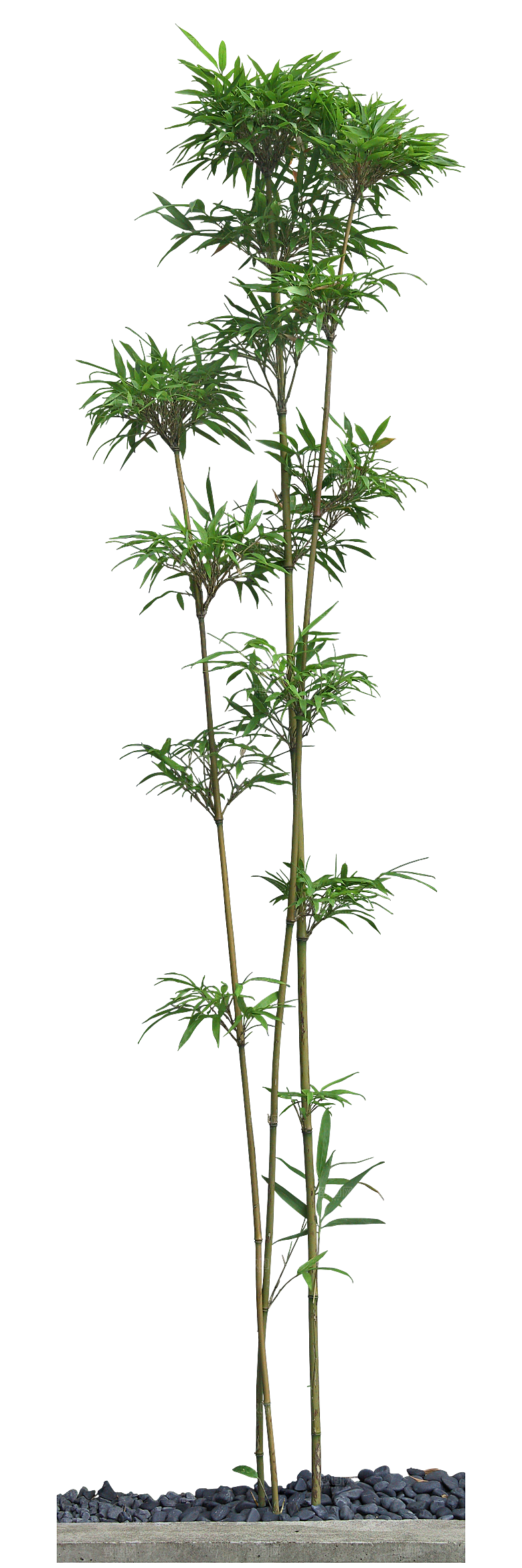 唐竹植物png素材
