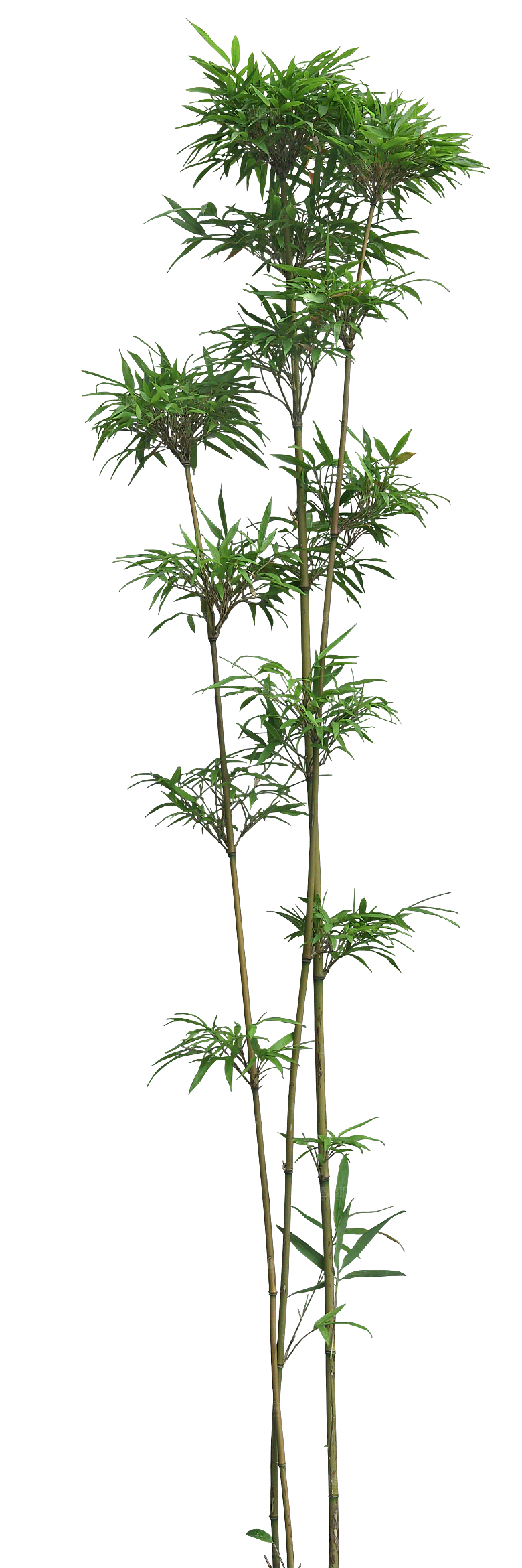 唐竹植物png素材