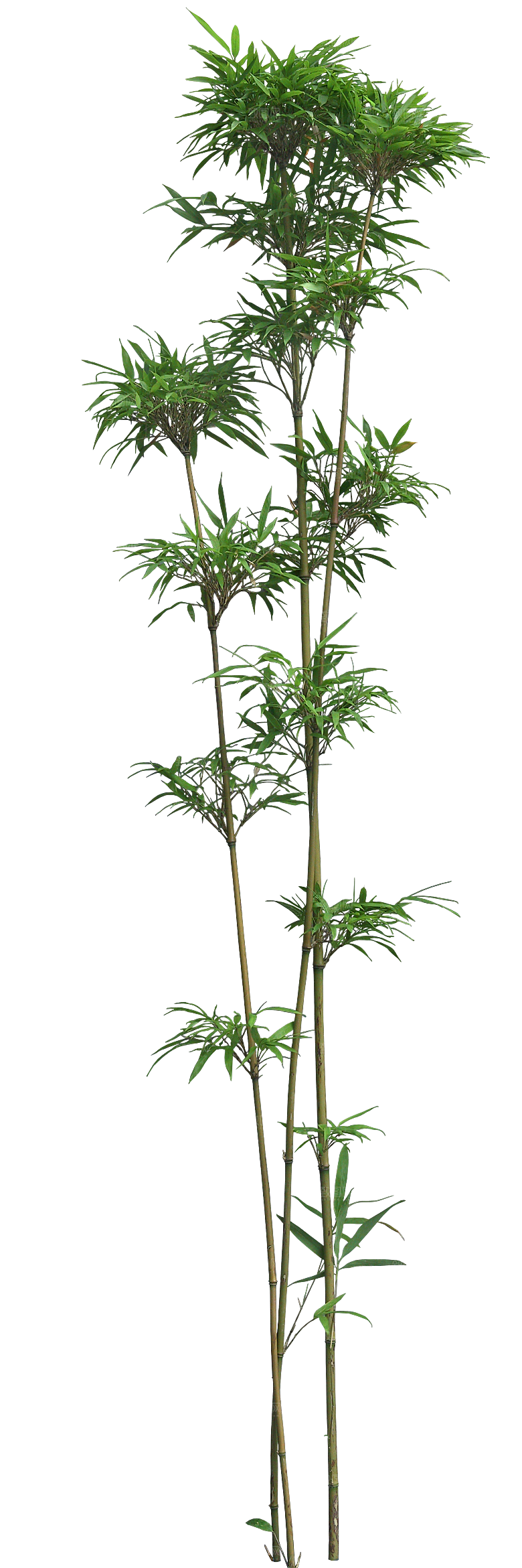唐竹植物png素材
