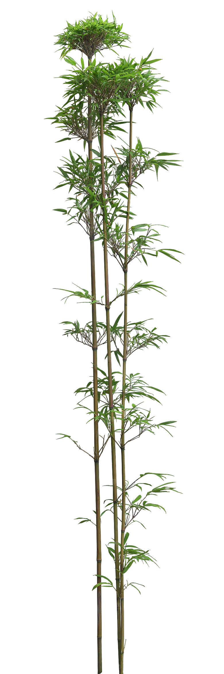 唐竹植物png素材