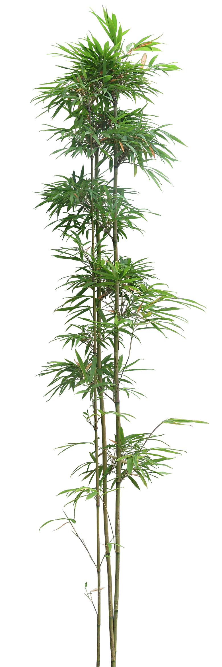 唐竹植物png素材