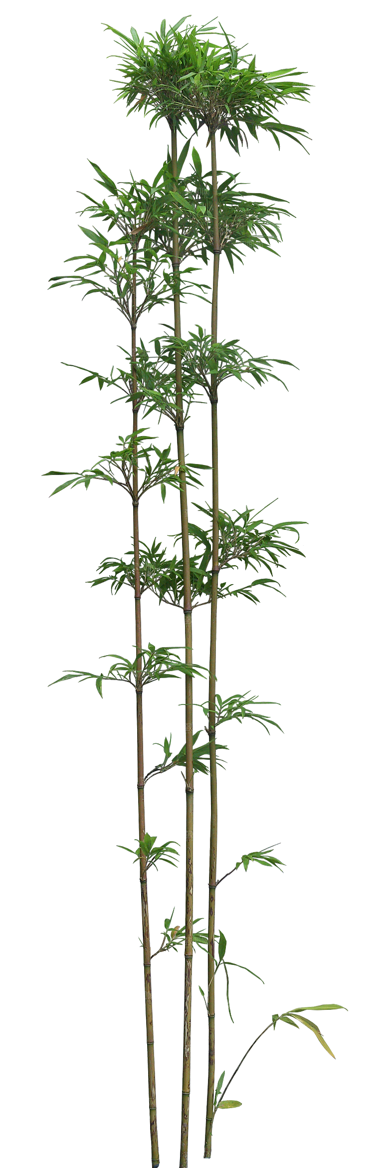 唐竹植物png素材