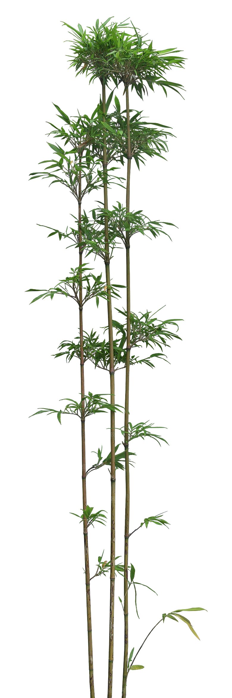 唐竹植物png素材