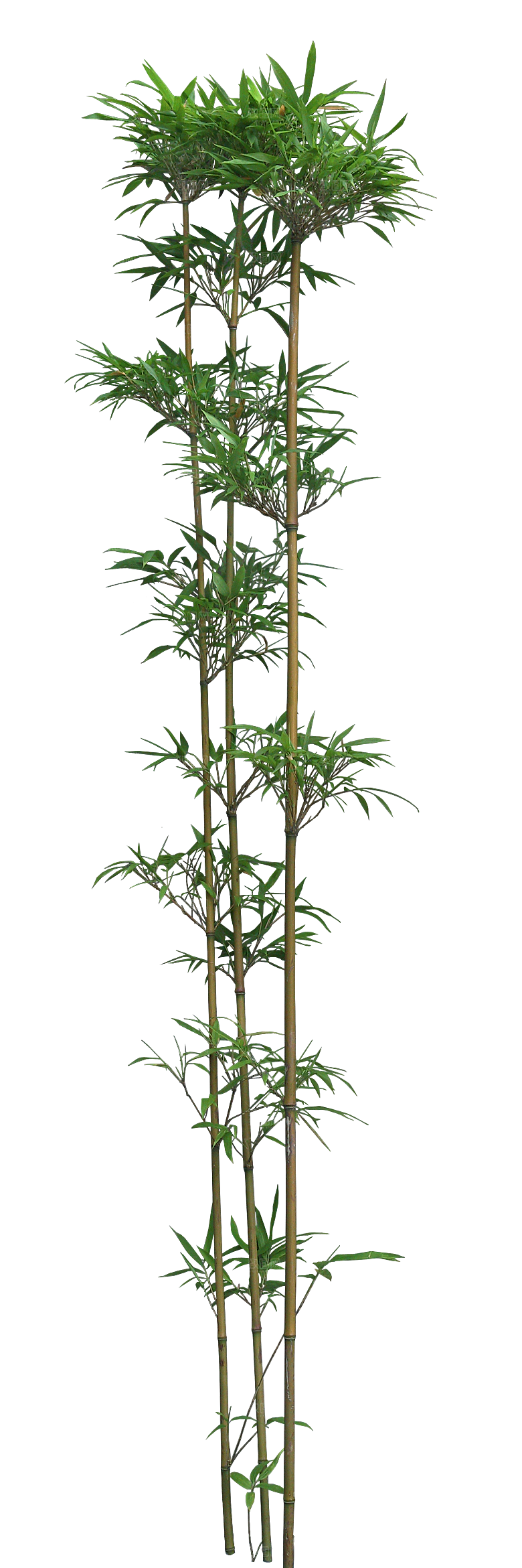 唐竹植物png素材